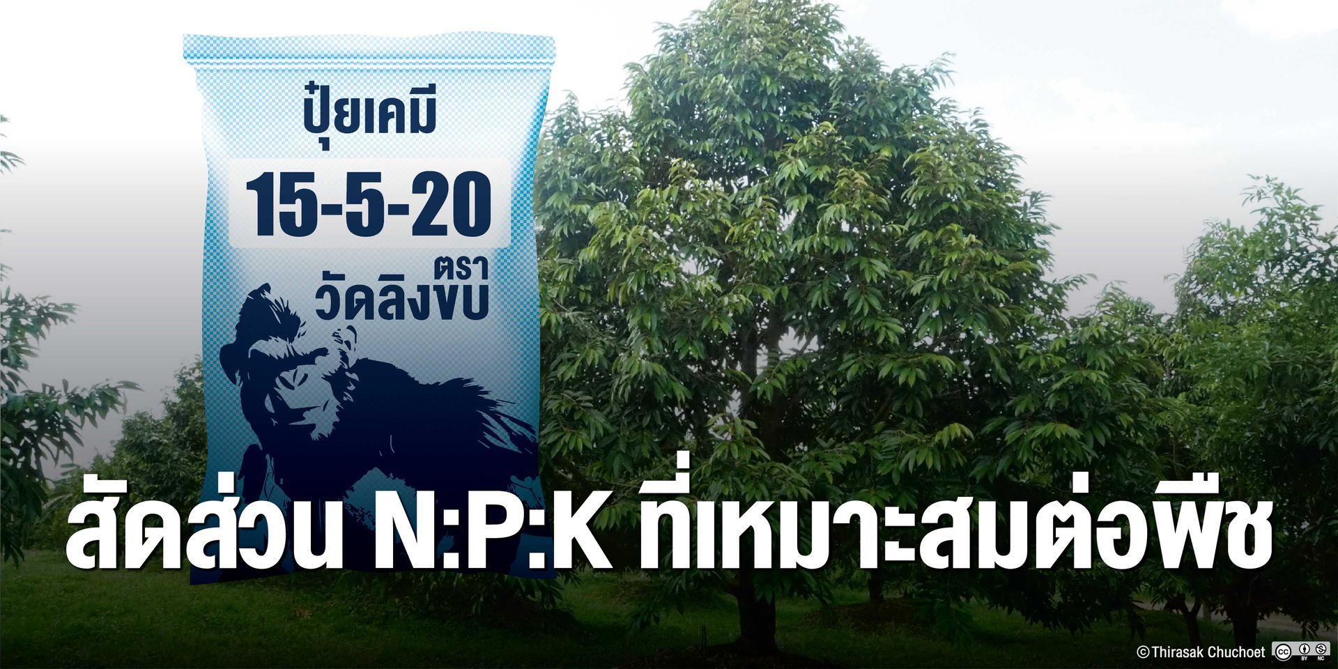 สัดส่วนปุ๋ย N:P:K ที่เหมาะสมต่อพืช ได้มาจากค่าวิเคราะห์ปริมาณธาตุอาหารในเนื้อเยื่อพืช