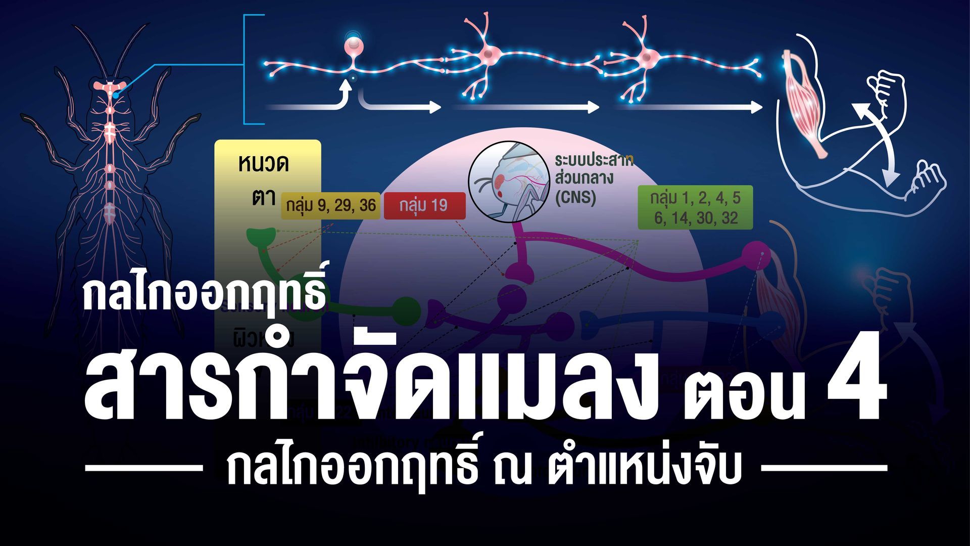 ตำแหน่งจับ (binding site) เป็นจุดที่ยาเข้าไปจับและก่อความเป็นพิษต่อแมลง ใช้แบ่งกลุ่มสารกำจัดแมลง