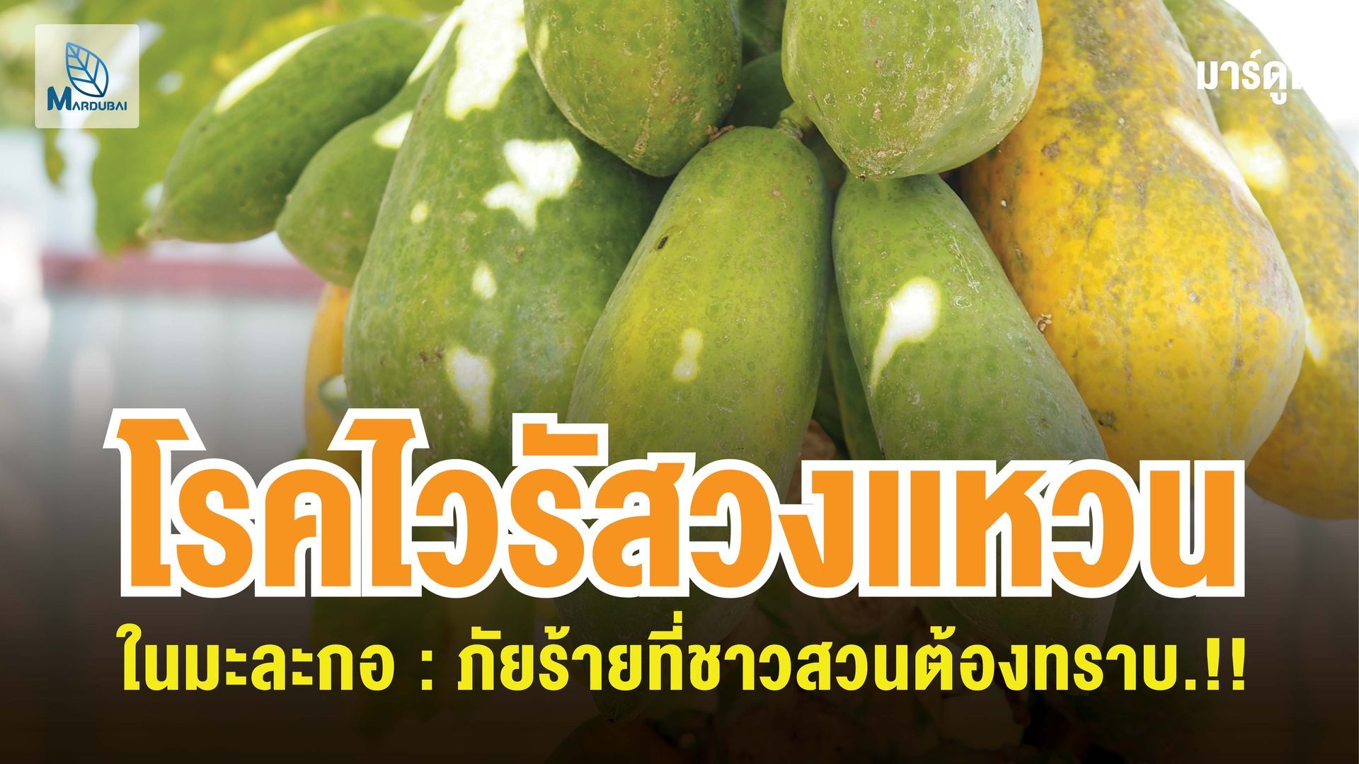โรคไวรัสวงแหวนมะละกอเป็นโรคที่สร้างความเสียหายรุนแรง มีเพลี้ยเป็นพาหะและติดต่อผ่านการสัมผัส