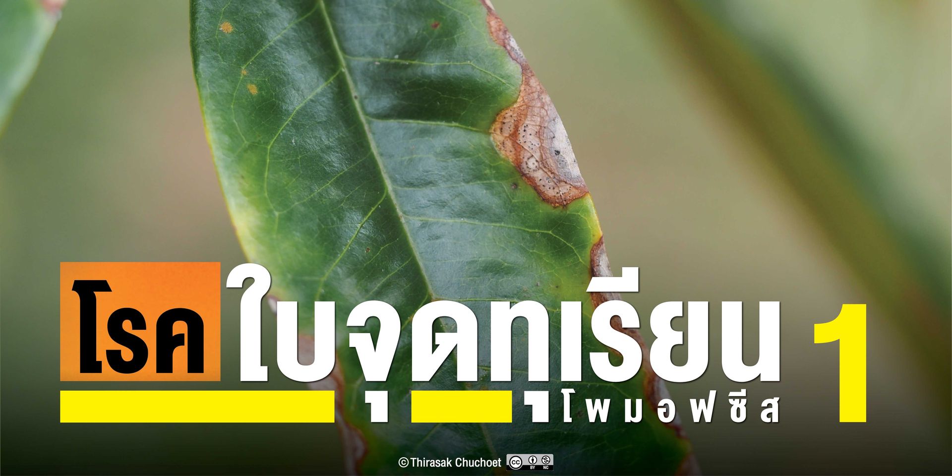 หากโรครุนแรงจะทำให้เกิดอาการใบไหม้ตามขอบใบหรือหน้าใบ