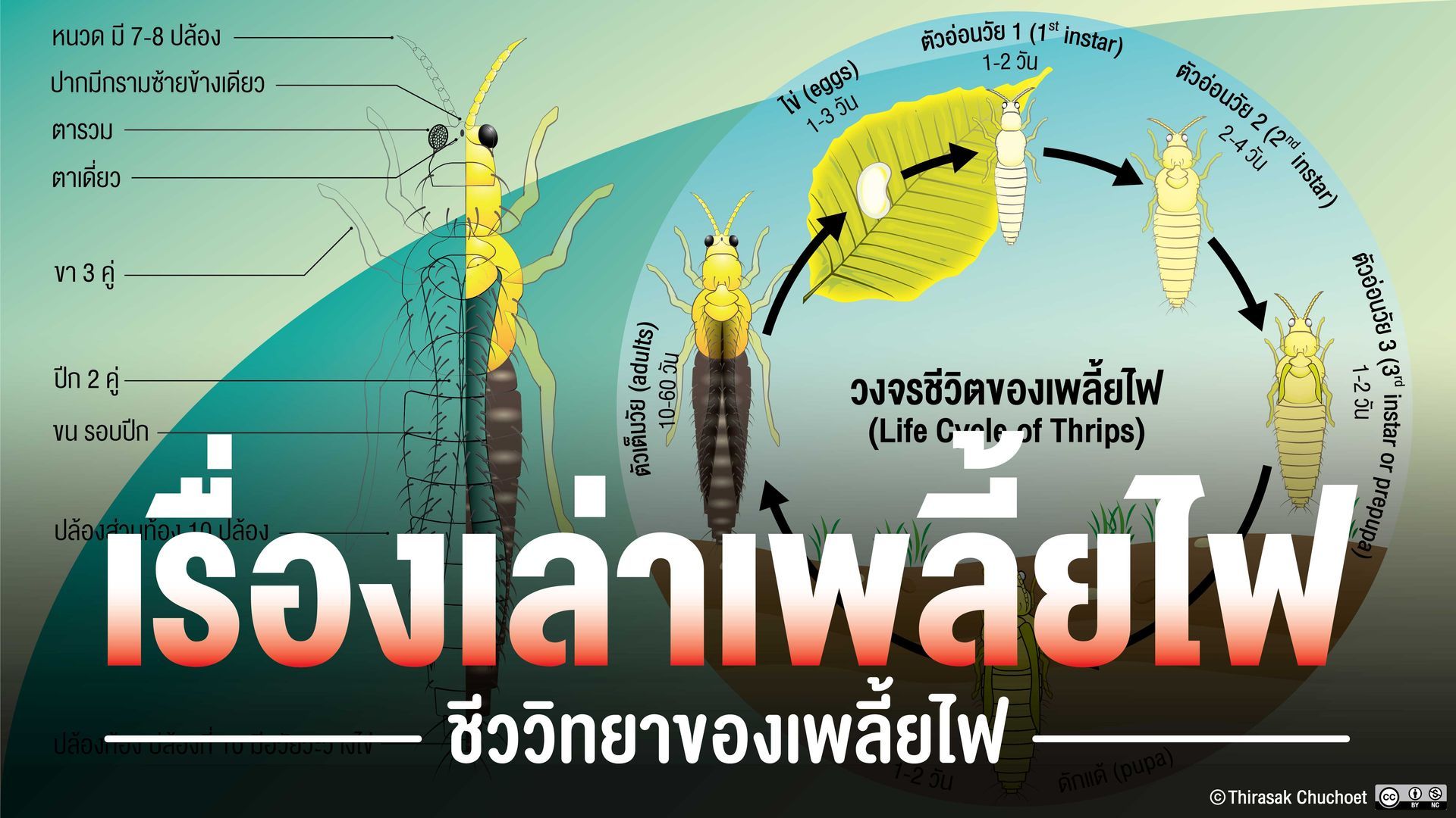 ชีววิทยาของเพลี้ยไฟชนิดต่างๆ ที่มีจำแนกไว้ในประเทศไทย ราว 40 ชนิด วงจรชีวิต ลักษณะการเข้าทำลาย