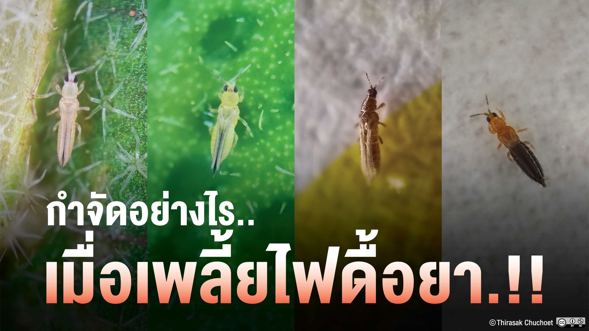 การป้องกันและกำจัดเพลี้ยไฟ พร้อมตัวอย่างโปรแกรมการสลับยาตามกลไกออกฤทธิ์และอัตราแนะนำ