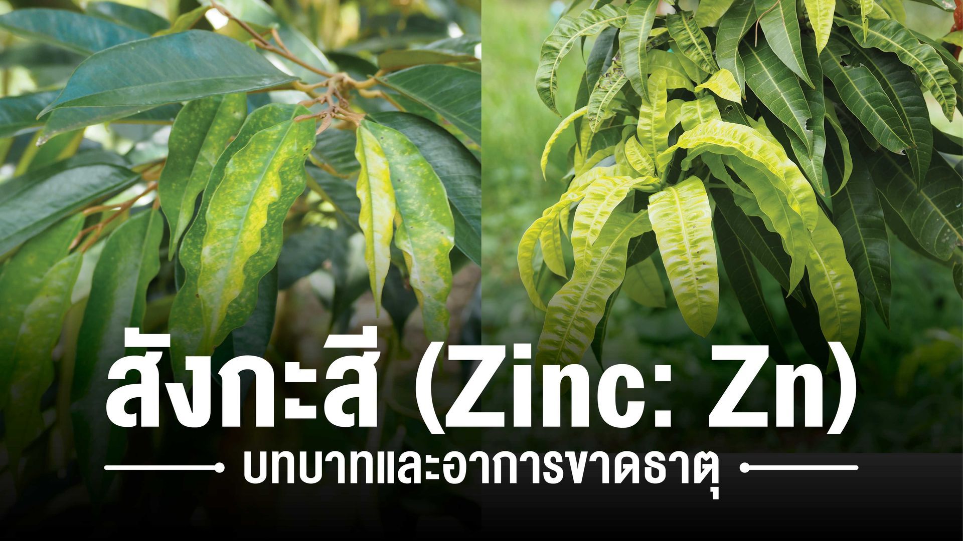 ธาตุสังกะสี (Zinc: Zn) เป็นจุลธาตุที่พืชต้องการในปริมาณน้อยแต่ขาดไม่ได้ บทบาทและอาการขาดธาตุสังกะสี