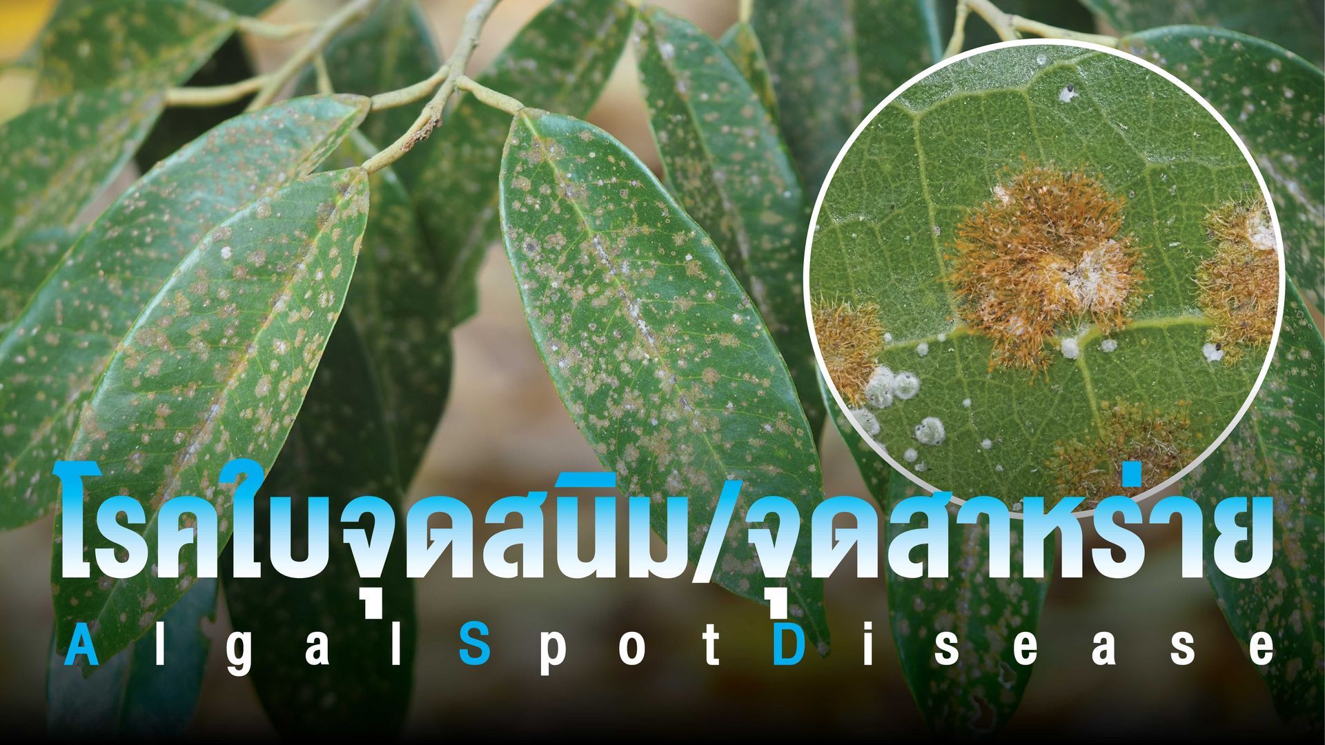 โรคใบจุดสนิม /ใบจุดสาหร่าย เกิดจากสาหร่ายสีเขียวกึ่งบก ลดการสังเคราะห์แสงของใบและใบอายุสั้นลง