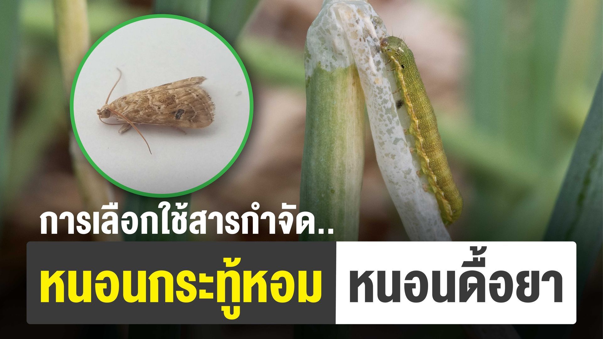 หนอนกระทู้หอมเป็นแมลงดื้อยาที่สร้างความเสียหายรุนแรง ชาวสวนควรเลือกใช้สารกำจัดแมลงและอัตราที่เหมาะสม