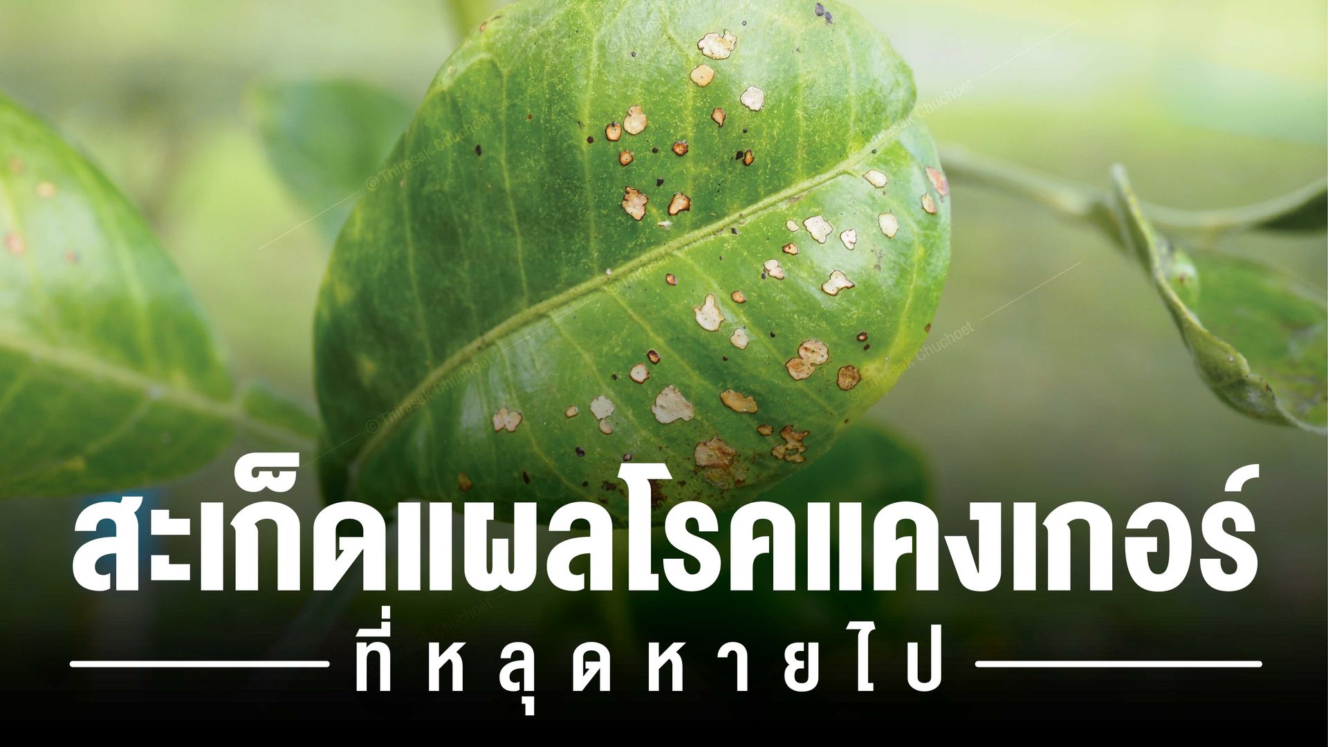 การพ่นคอปเปอร์เป็นประจำส่งผลให้ใบแห้งกร้าน ไม่มันวาว ผิวกระด้างทั้งใบและผล