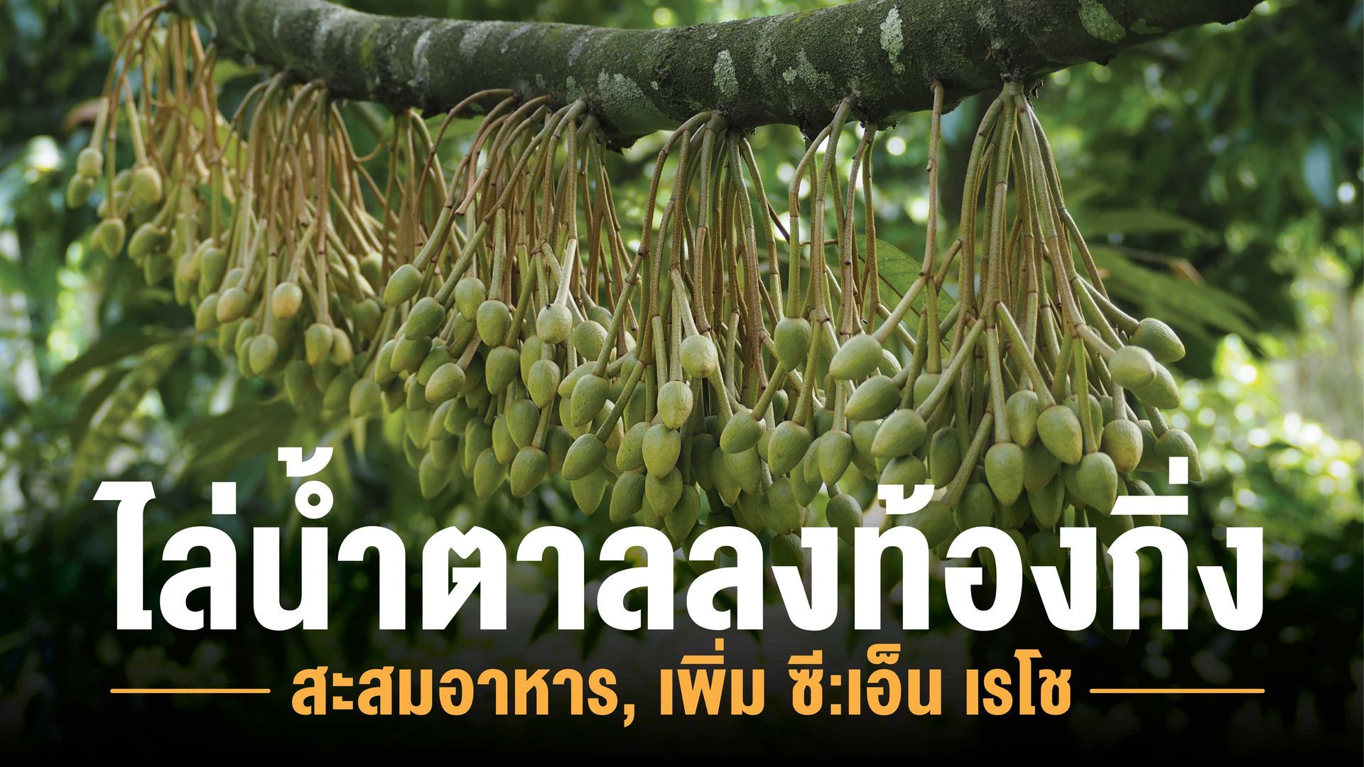 การไล่น้ำตาลลงท้องกิ่ง หรือการสะสมอาหาร ต้องอาศัยธาตุโพแทสเซียม