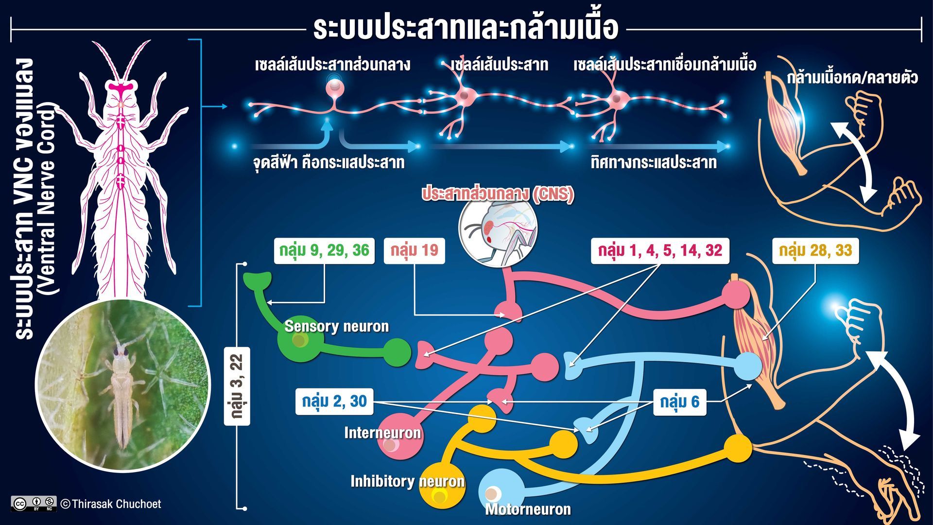 เรื่องราวเกี่ยวกับคำศัพท์และความหมายของกลไกการออกฤทธิ์ของสารกำจัดศัตรูพืช เพื่อให้เกิดความเข้าใจ