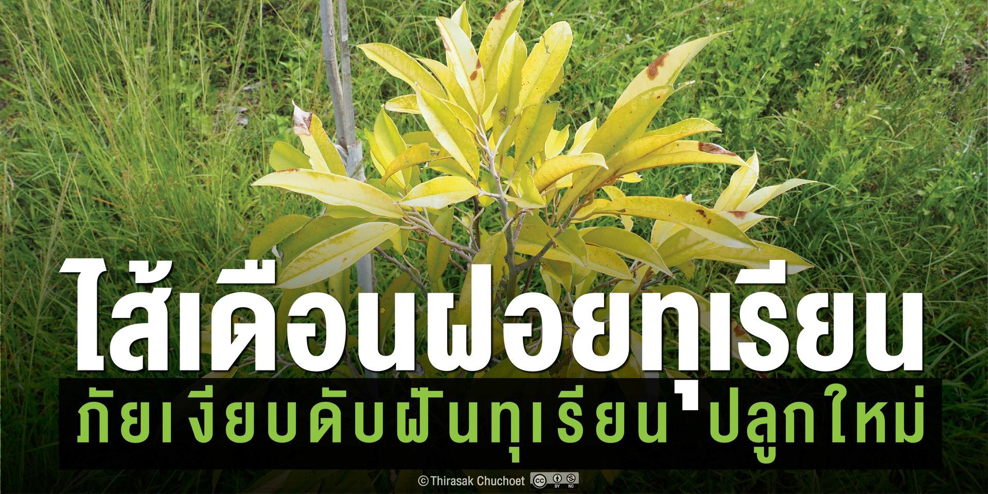 ในระยะแรกอาการคล้ายขาดธาตุอาหาร ต่อมาทุเรียนมักไม่ตอบสนองต่อการใส่ปุ๋ย