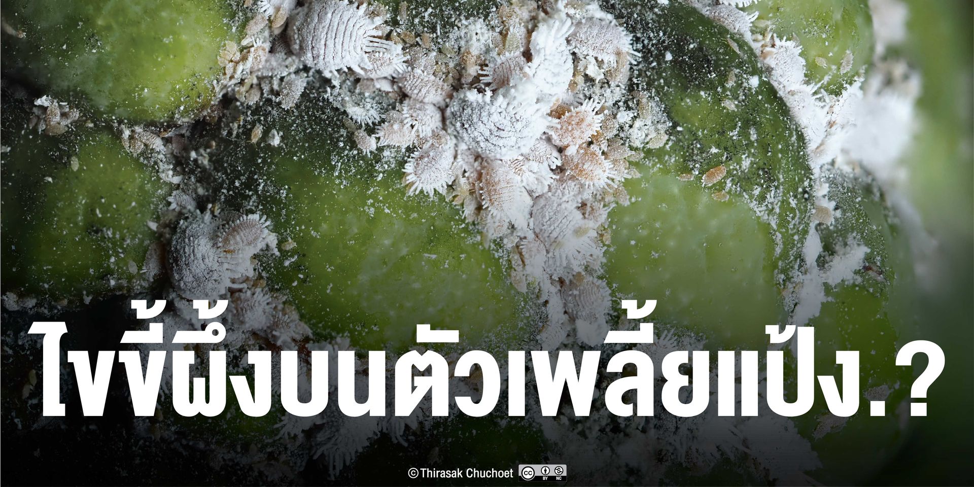 ไขขี้ผึ้ง (Powdery wax layer) คือ ชั้นไขขี้ผึ้งที่เกิดจากขบวนการลิพิดชีวสังเคราะห์ของแมลง