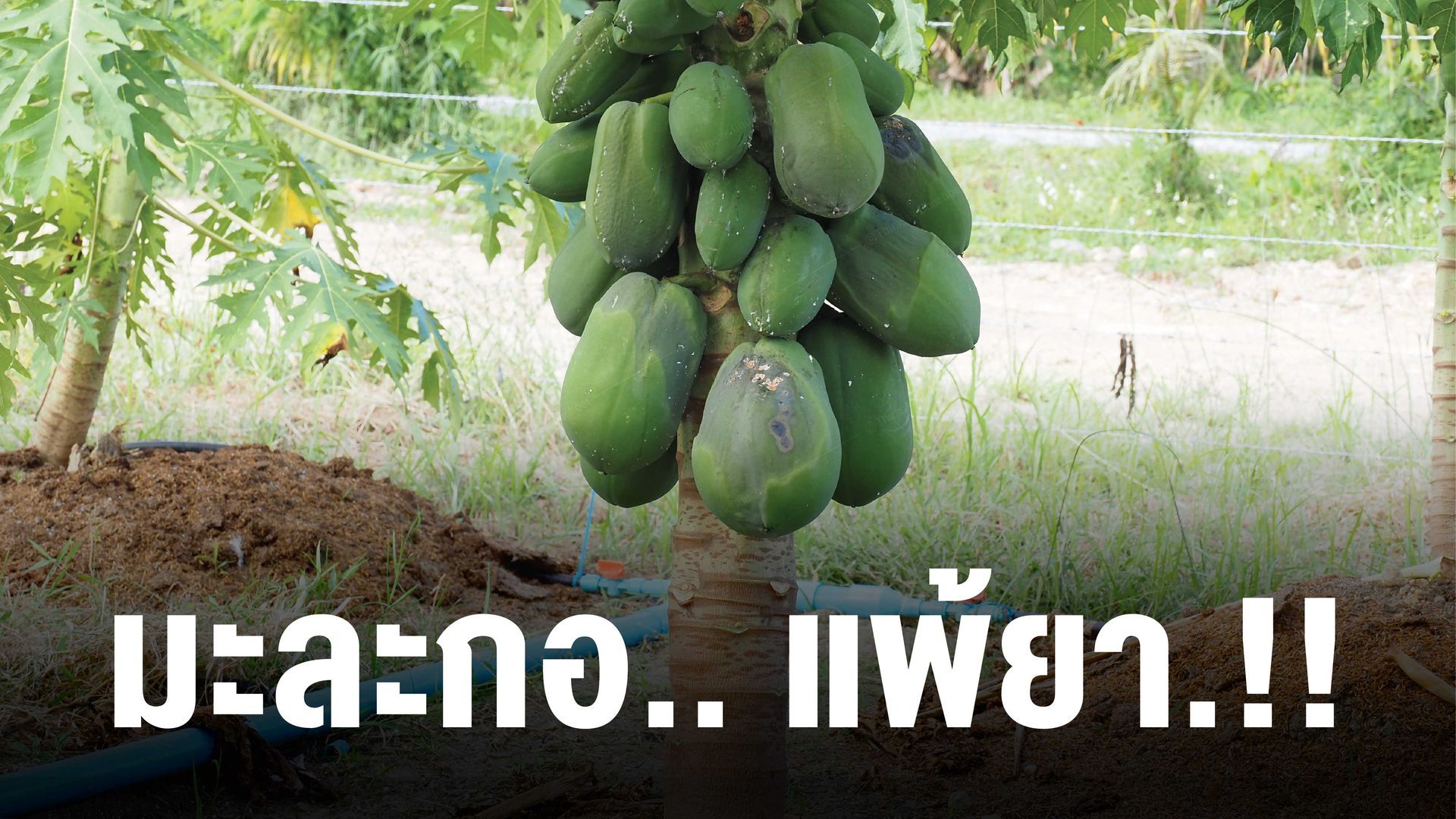 อาการแพ้ยาของมะละกอขึ้นอยู่กับปัจจัยหลายประการ มิได้ขึ้นอยู่แค่เพียงยานั้นเป็นยาน้ำมัน