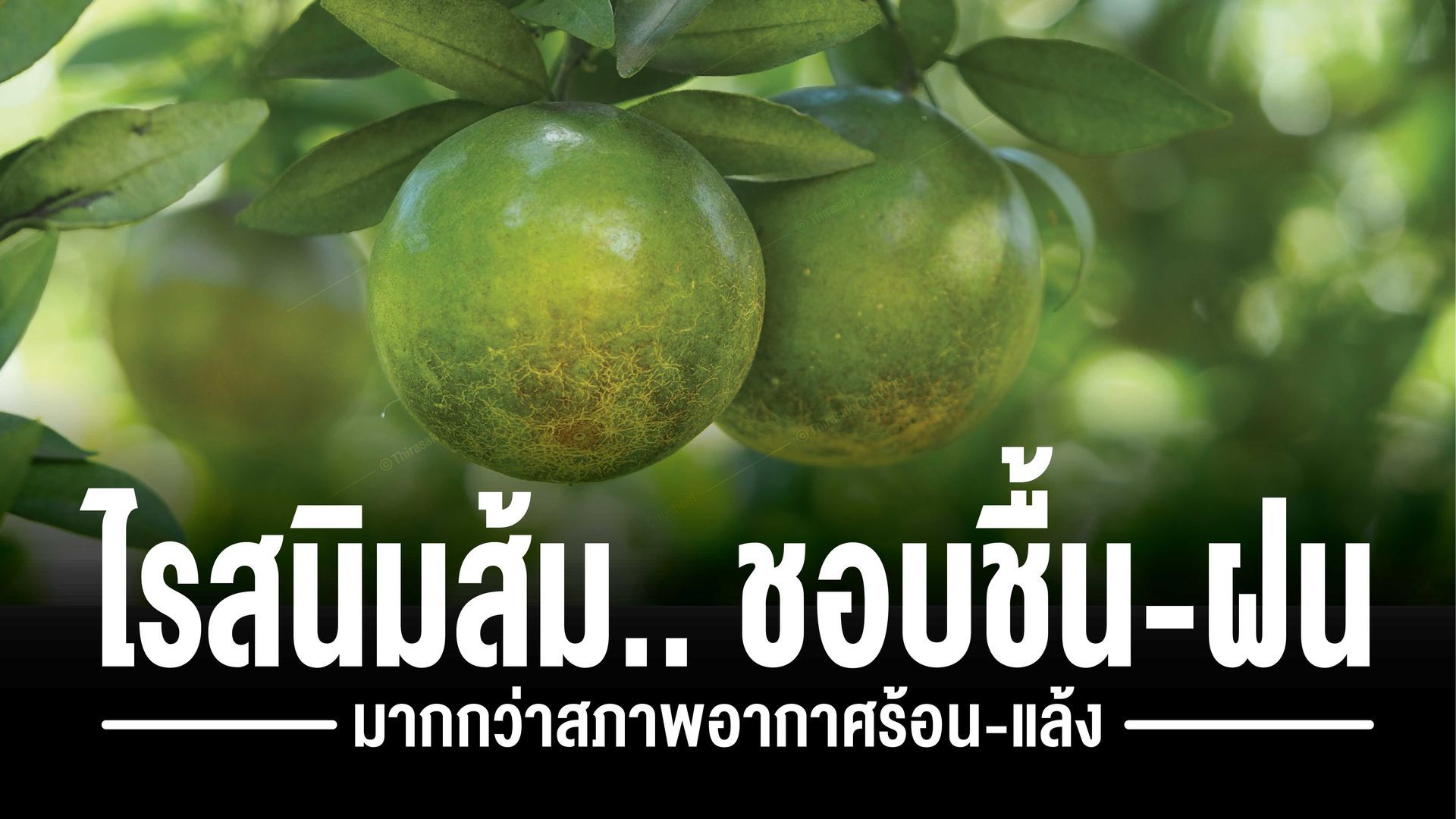 ไรสนิมส้ม (Citrus rust mite) เป็นไรสี่ขา มองด้วยตาเปล่าไม่เห็น ทำให้เกิดอาการผิวส้มเป็นปื้นสีสนิม