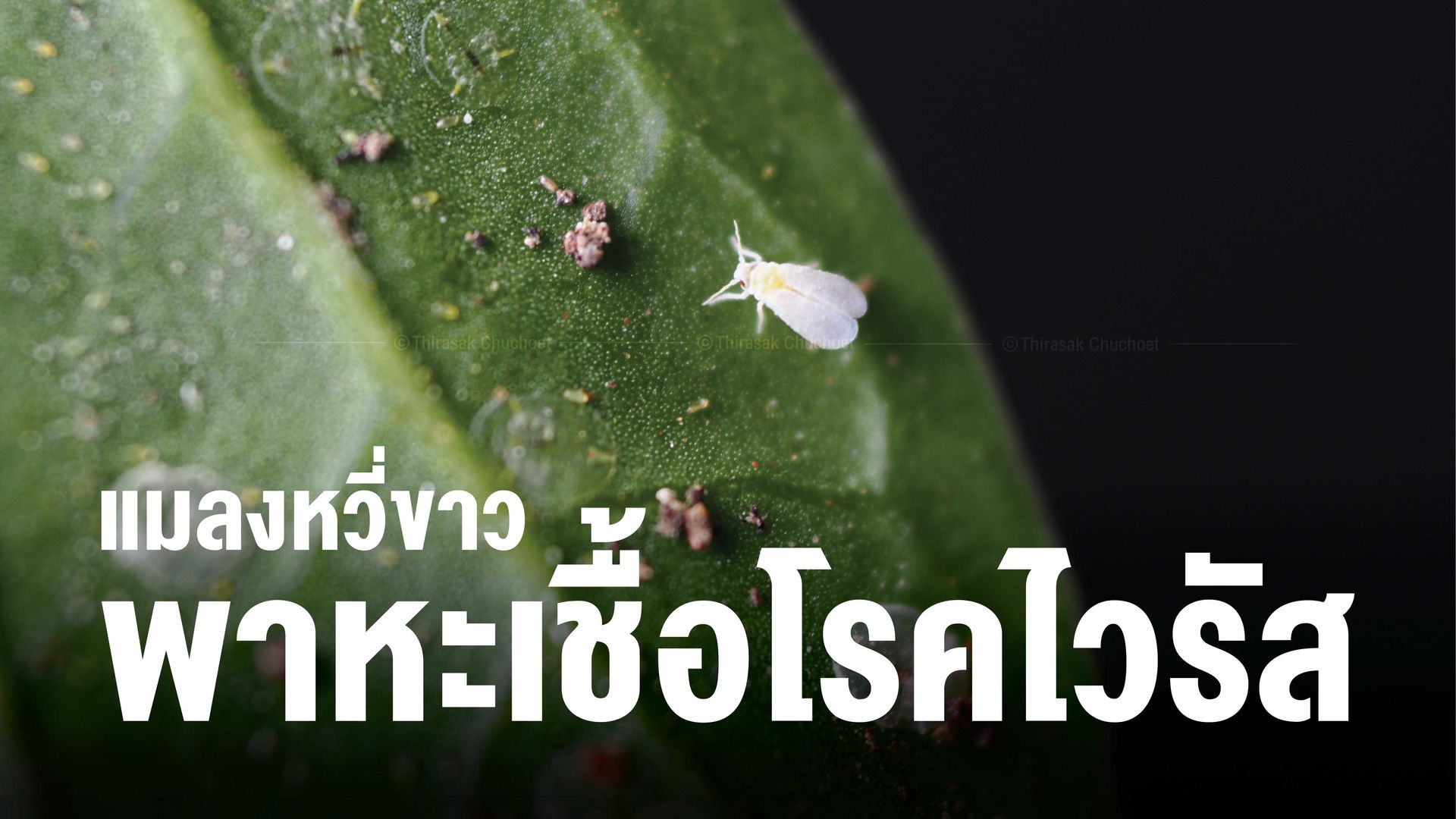 แมลงหวี่ขาวเป็นพาหะนำโรคไวรัสในพืชทั้งแบบพาหะชั่วคราวและพาหะถาวร