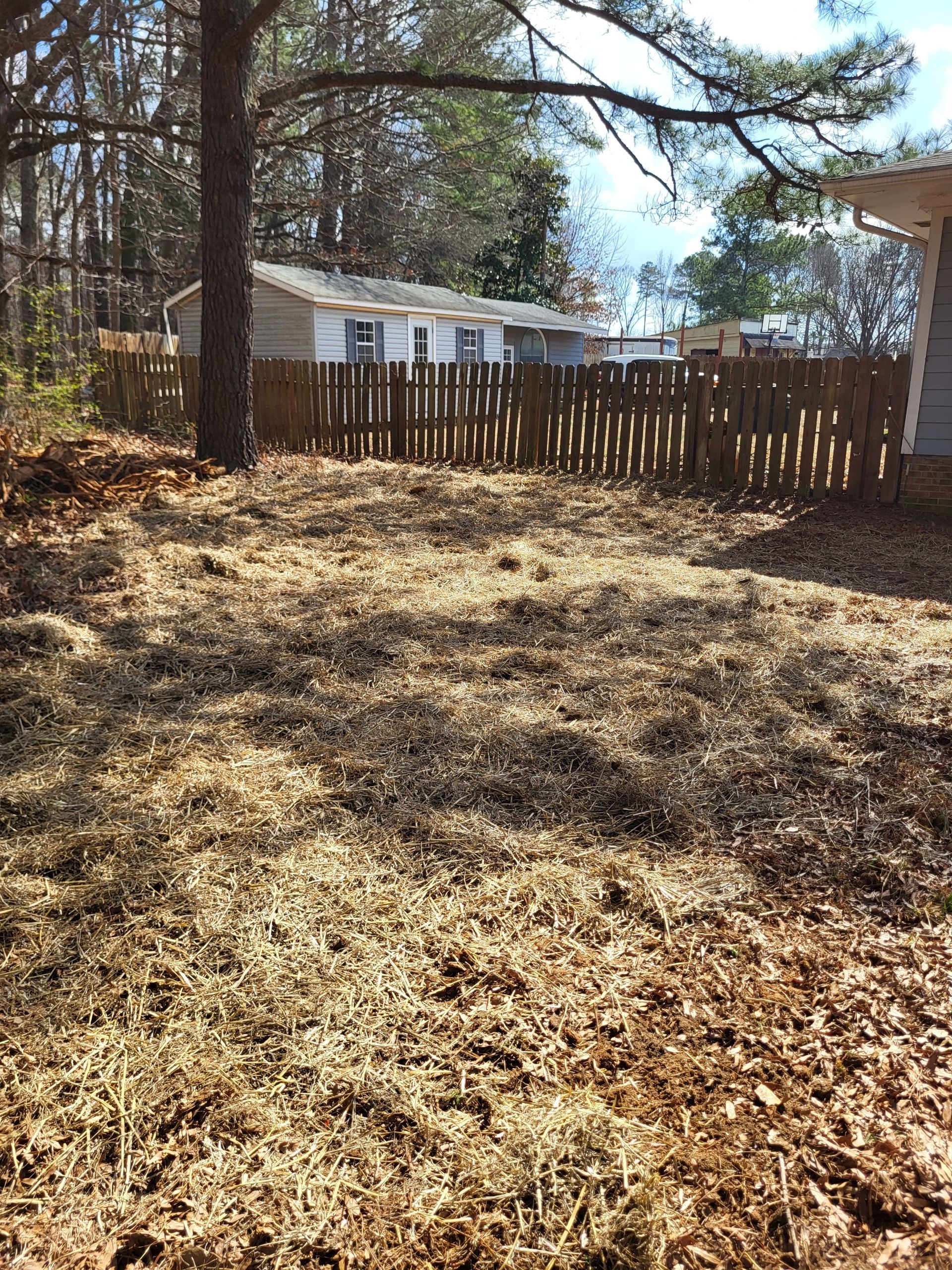 Leaf-covered backyard with tall pine trees, wooden fence, and a white house in the background