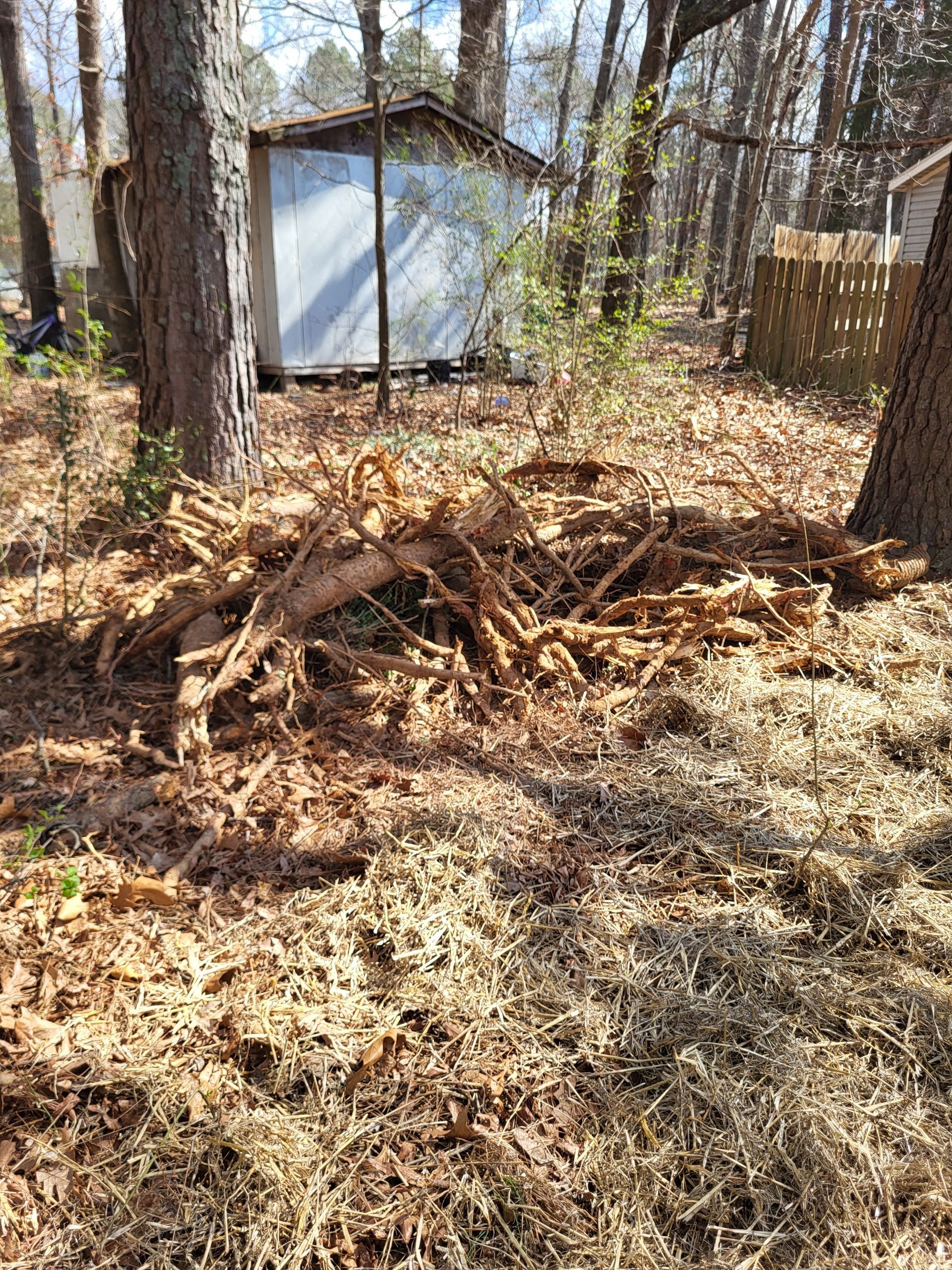 Leaf pile in a wooded yard beside a small shed on a sunny day