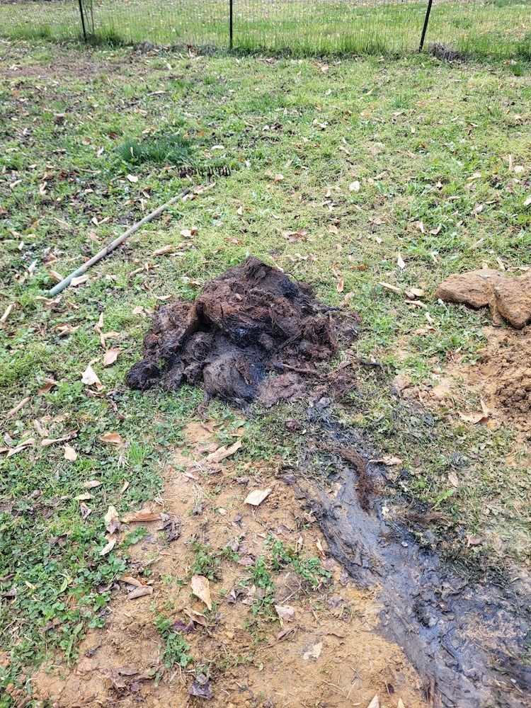 A dark, muddy mound on grass beside a wet dirt patch and fence in a yard.