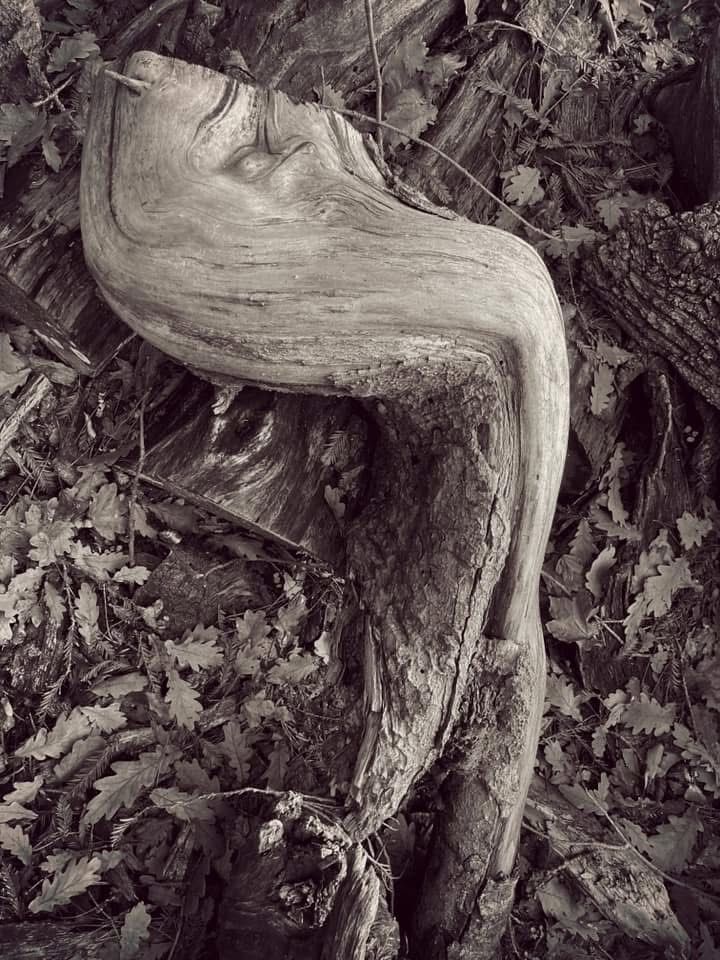 Tronco d'albero contorto giace sul suolo della foresta tra foglie e rami