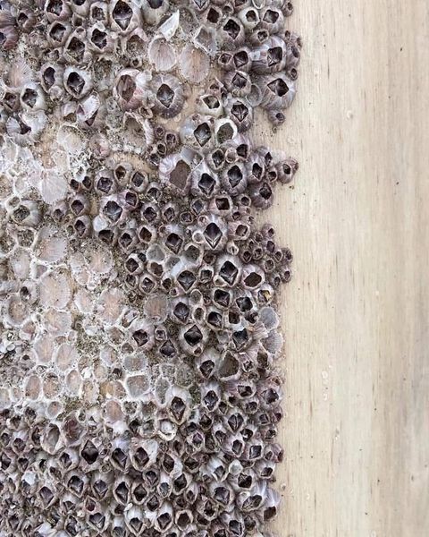 Primo piano di un gruppo di piccole conchiglie scure di lumaca su una superficie di legno chiaro.