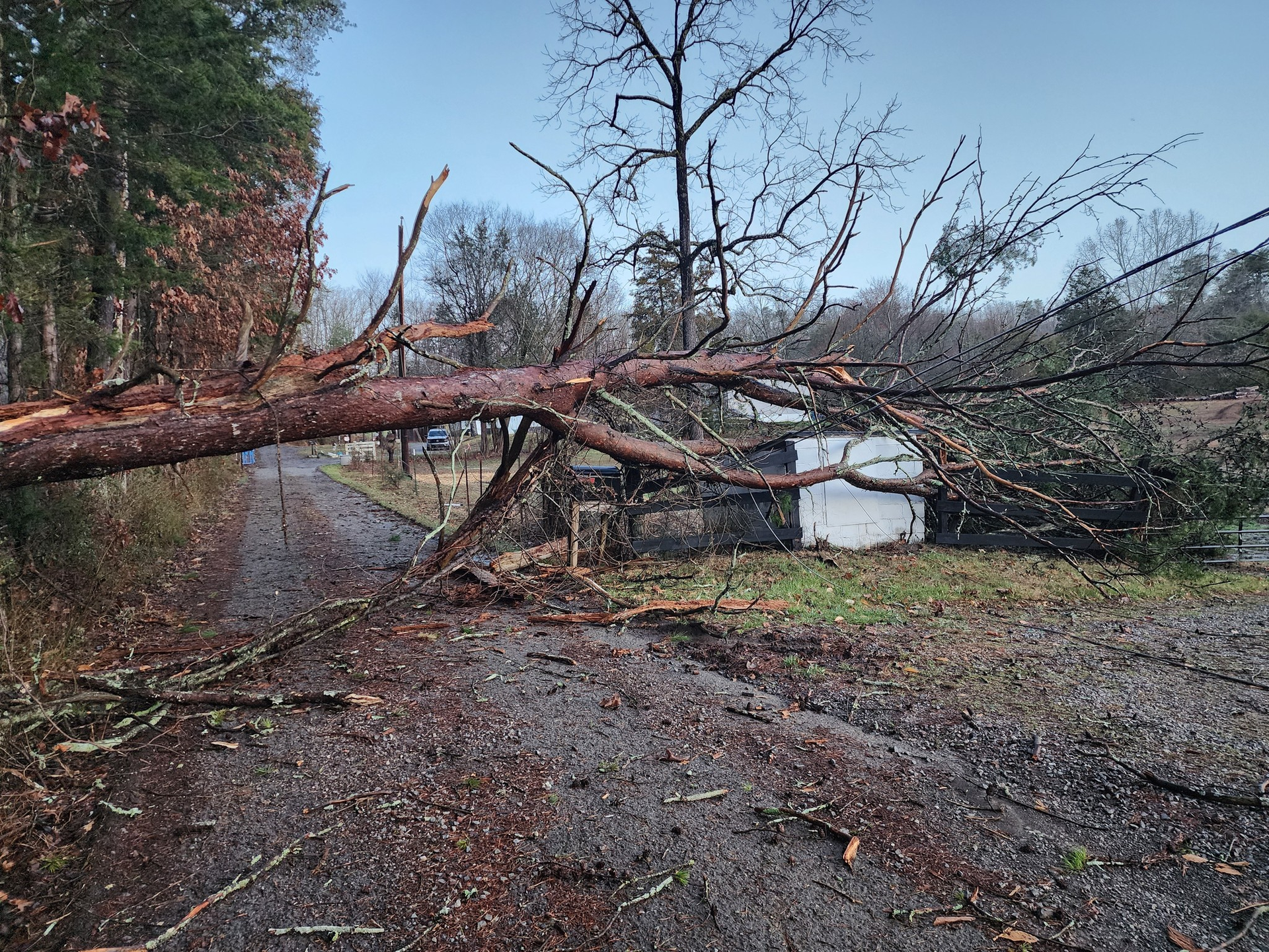Fallen tree blocking a road, covering a building. Gray sky, wet asphalt, surrounding forest.
