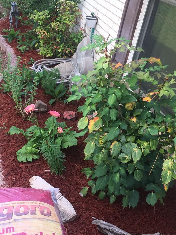 A garden bed with red mulch, pink gerbera daisies, a leafy green shrub, and a bag of mulch near a white house exterior.