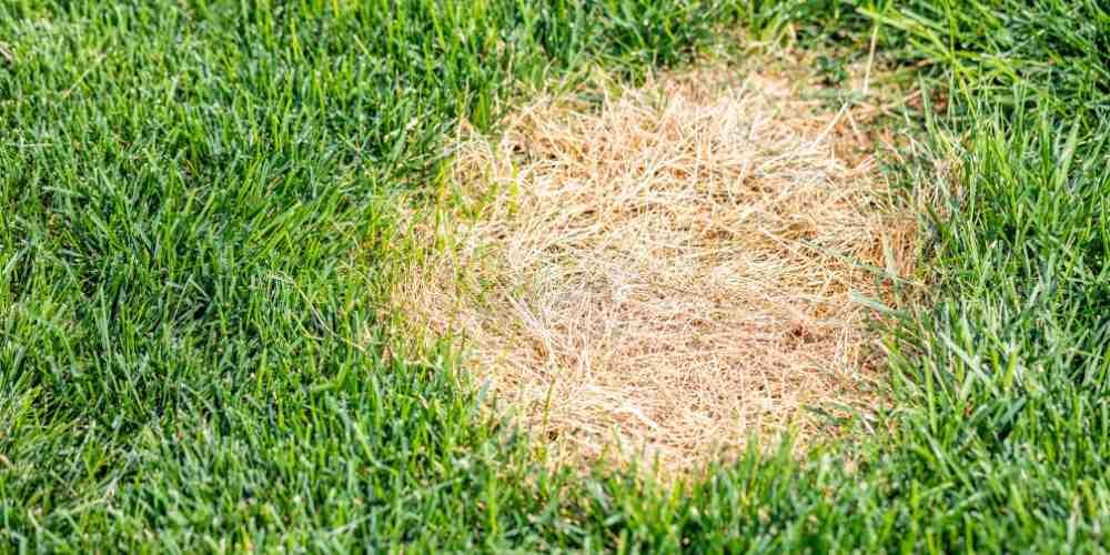 A patch of dead, brown grass in a green lawn.