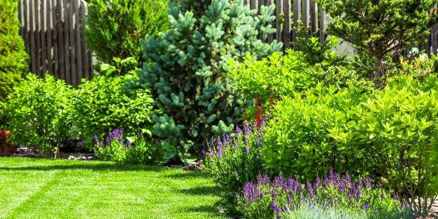 Identify Your Yard's Needs