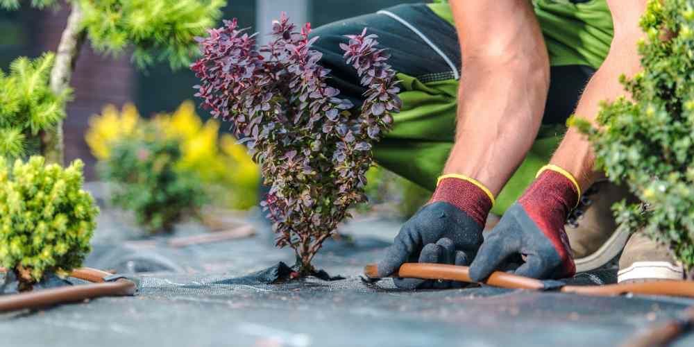Gardener kneeling, installing irrigation lines near plants. Wearing gloves, with green and purple foliage visible.