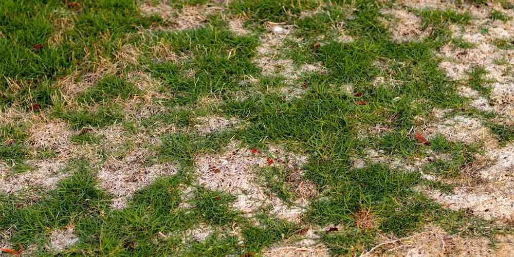 Patchy green grass with brown, bare spots in a yard.