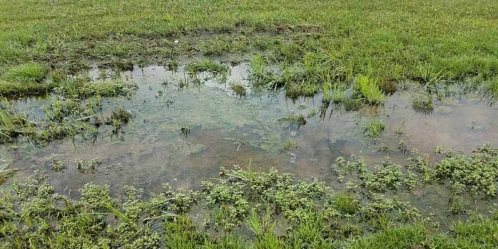 Waterlogged grassy field with shallow muddy puddles and patches of green vegetation