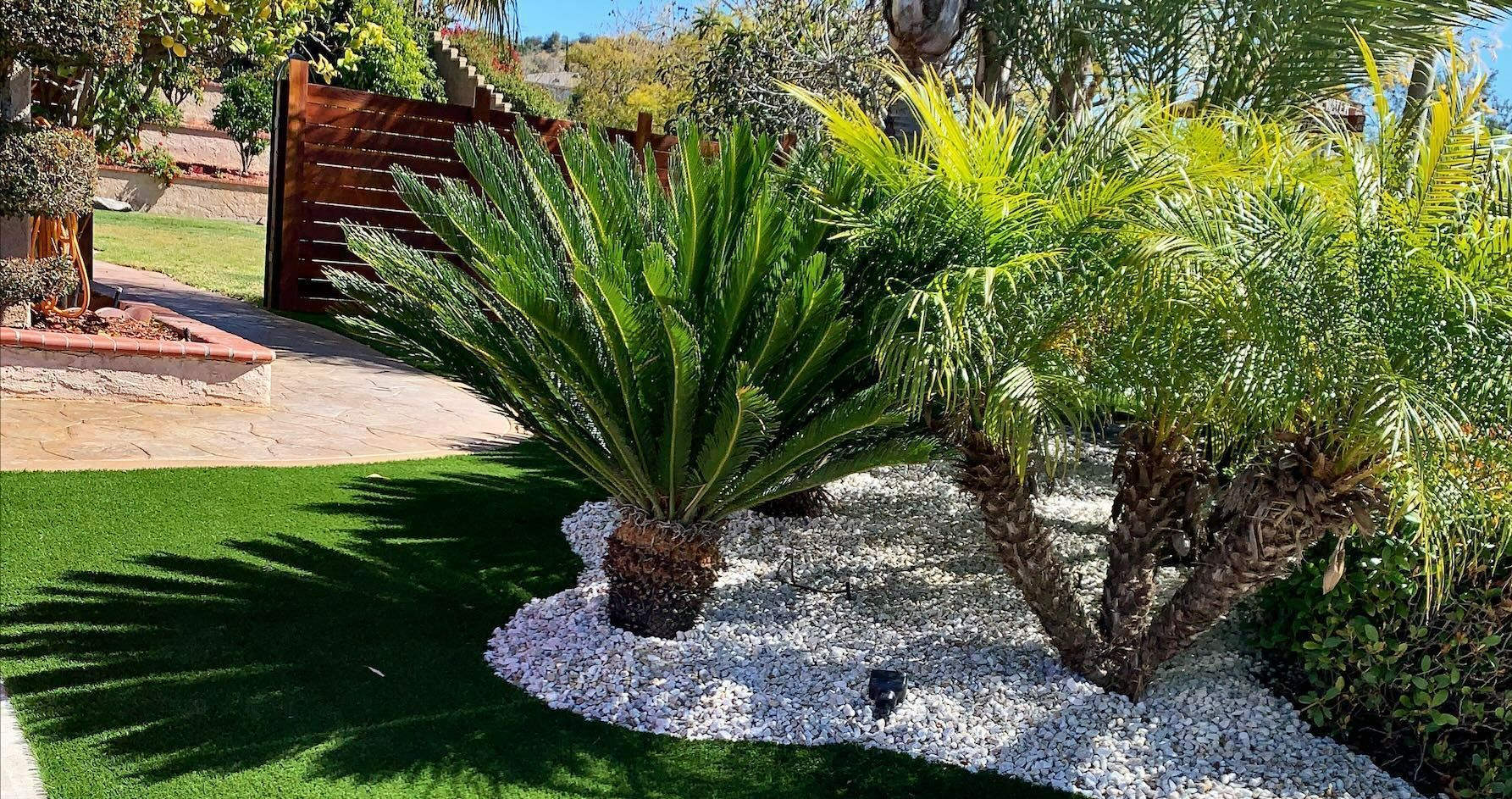 Landscaped garden with cycads, palms, and white rock, set against green lawn and wooden fence.