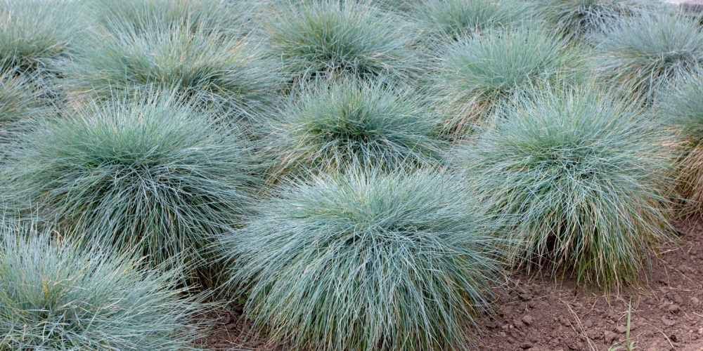 Blue fescue grass in a garden bed. The grass has a mounded shape and is silvery-blue in color.
