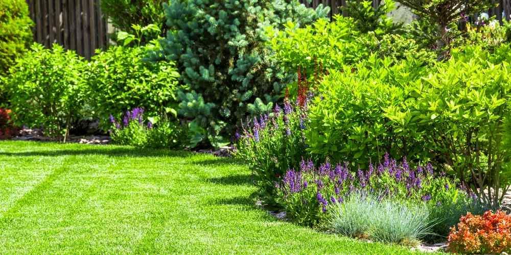 Lush green lawn bordering a garden with vibrant bushes, purple flowers, and a wooden fence.