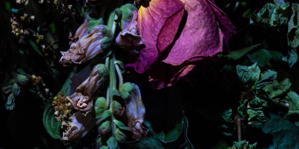 Close-up of withering flowers, including a large, fading pink rose and hanging green buds, against a dark backdrop.