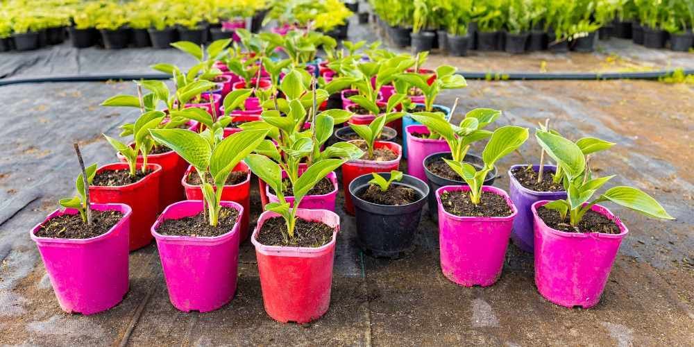 Strategic Plant Selection