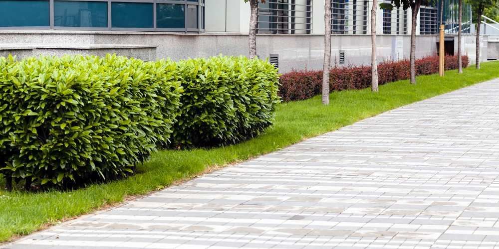 A paved walkway next to manicured green bushes and small trees along a building.