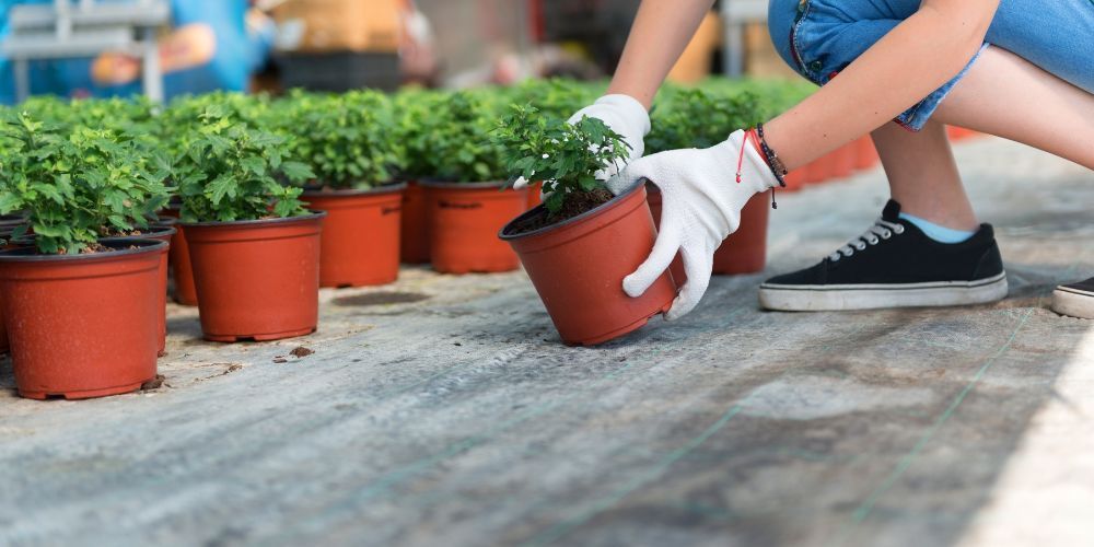 Person wearing gloves planting a potted plant in a greenhouse setting.