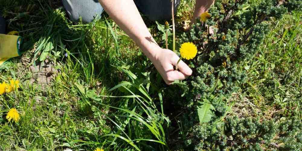 Person's hand picking a dandelion flower from a patch of green grass.