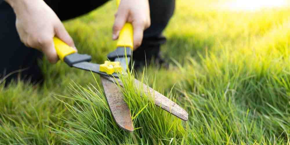 Person using yellow-handled shears to cut green grass.