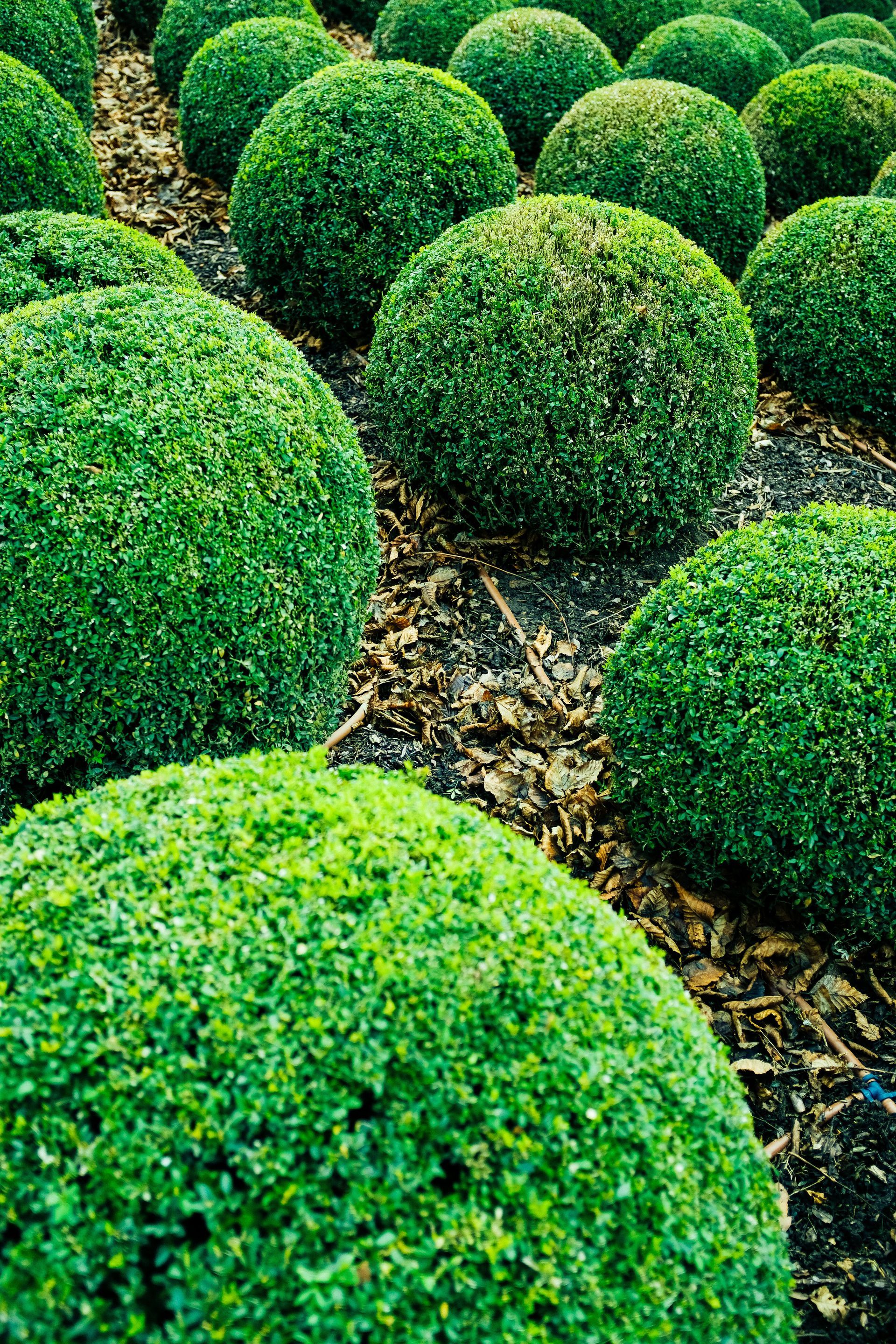 Rows of neatly trimmed green shrubs in a garden nursery