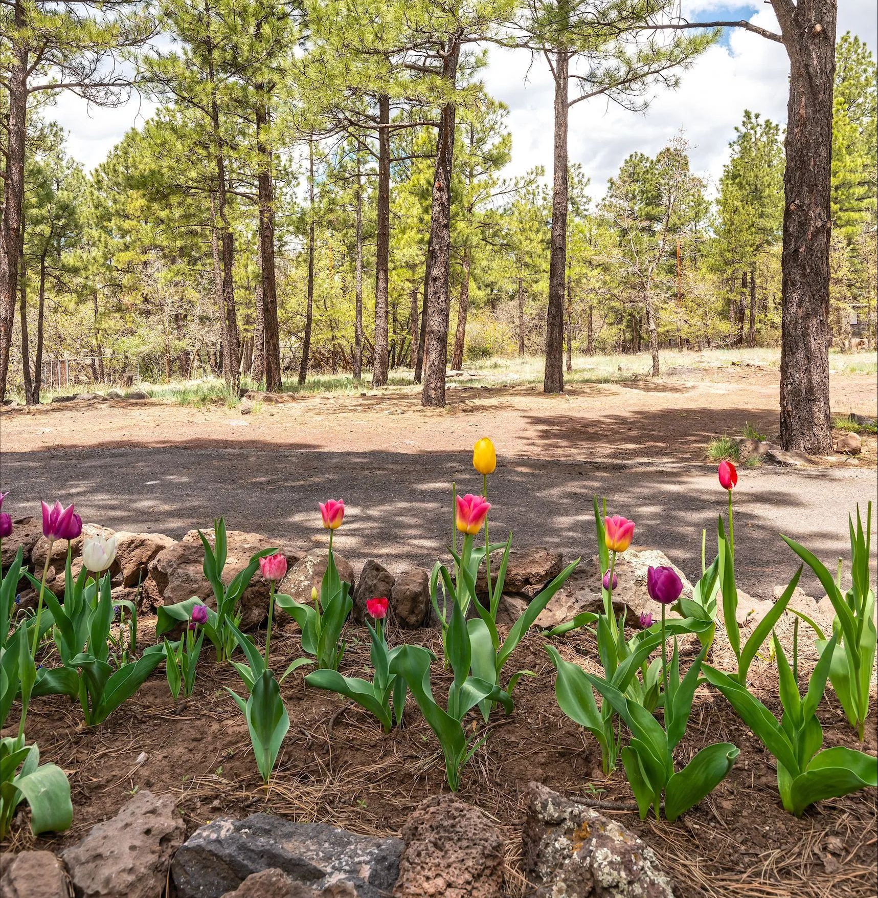 Tulips blooming in a wooded garden with pine trees and spring flowers in the foreground