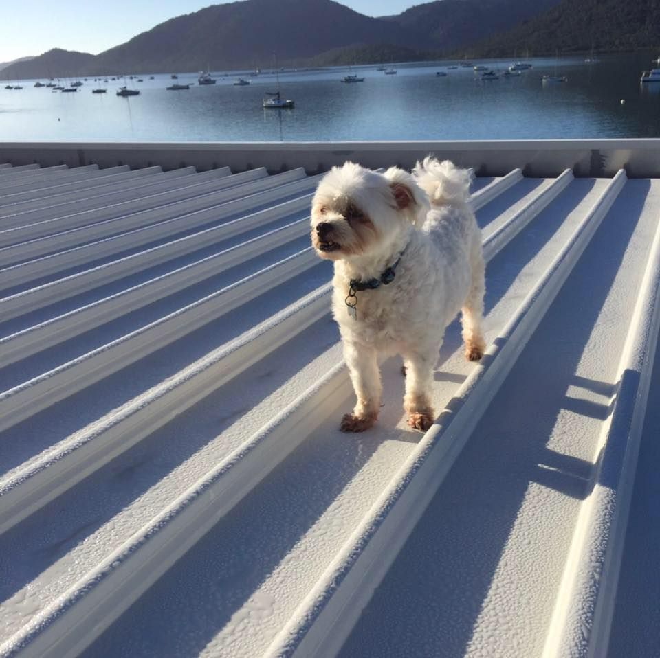 A Small White Dog Standing On A White Roof — Posty’s Roofing In Proserpine, QLD