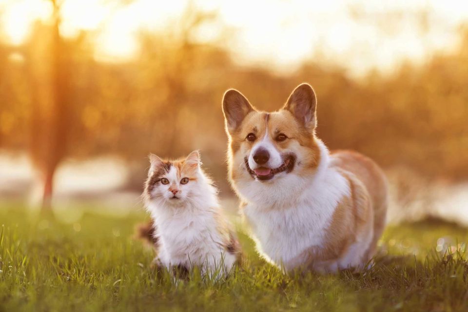 cremazione animali