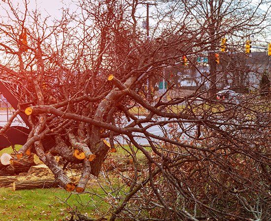 Cleaning Of Trees — New Berlin, WI — Potter’s Tree Servicec Cleaning Of Trees — New Berlin, WI — Potter’s Tree Service