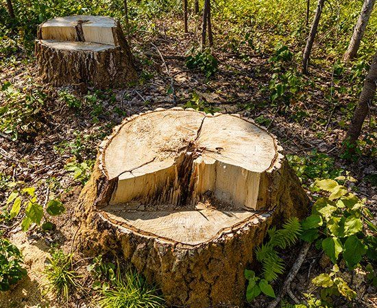 Birch Stump In The Forest — New Berlin, WI — Potter’s Tree Service Birch Stump In The Forest — New Berlin, WI — Potter’s Tree Service