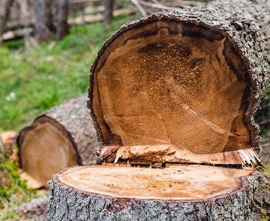 Removing Of Tree — New Berlin, WI — Potter’s Tree Service Removing Of Tree — New Berlin, WI — Potter’s Tree Service