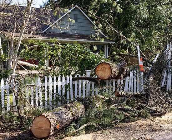 Fallen Tree In A Front Yard — New Berlin, WI — Potter’s Tree Service