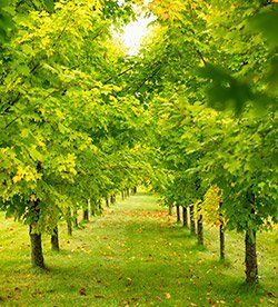 Green Colored Beautiful Trees — New Berlin, WI — Potter’s Tree Service Green Colored Beautiful Trees — New Berlin, WI — Potter’s Tree Service