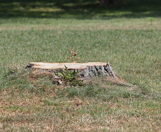 Tree Stump — New Berlin, WI — Potter’s Tree Service Tree Stump — New Berlin, WI — Potter’s Tree Service