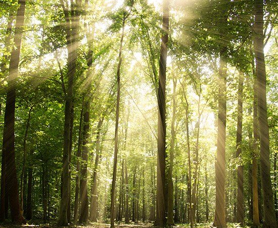 Amazing Trees — New Berlin, WI — Potter’s Tree Service