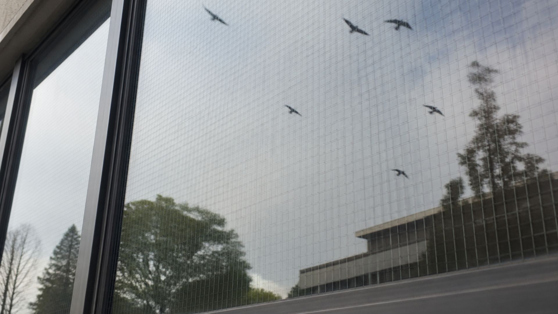 Every year, a billion birds in the US die from colliding with glass. Find out how mesh-laminated glass can keep them safe.
